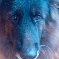 Pastore tedesco gigante