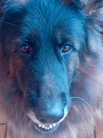 Pastore tedesco gigante