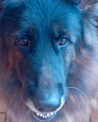 Pastore tedesco gigante