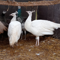 Coppia pavoni bianchi