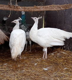 Coppia pavoni bianchi