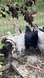 Galline e Galletti