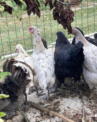 Galline e Galletti