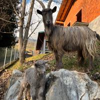 Capra orobica più capretto