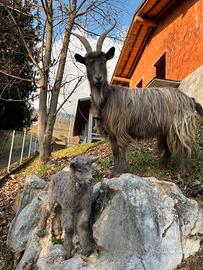 Capra orobica più capretto