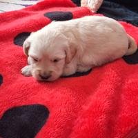 Femmina cucciola golden retriever