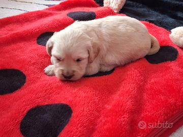 Femmina cucciola golden retriever