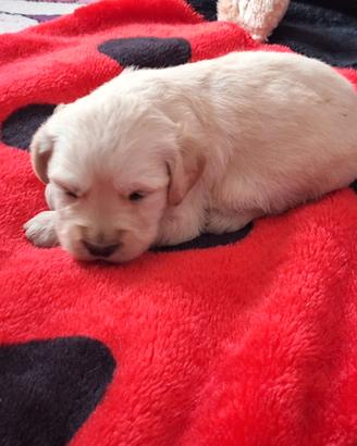 Femmina cucciola golden retriever
