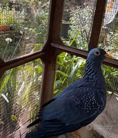 Columba arquatrix