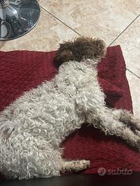 Lagotto