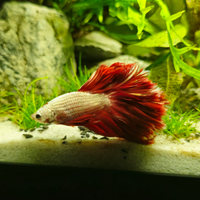 Betta splendens halfmoon