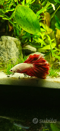 Betta splendens halfmoon