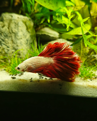 Betta splendens halfmoon