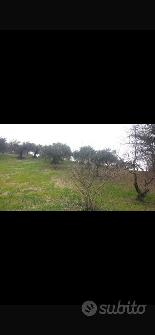 Terreno agricolo - Altro