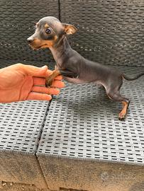 Cucciolo Mini Pinscher Toy