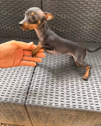 Cucciolo Mini Pinscher Toy