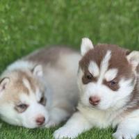 Husky
