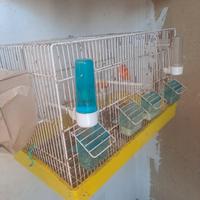 2 coppie canarini complete gabbie