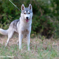 Splendido Maschio Siberian Husky