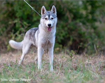 Splendido Maschio Siberian Husky