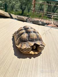Tartaruga sulcata