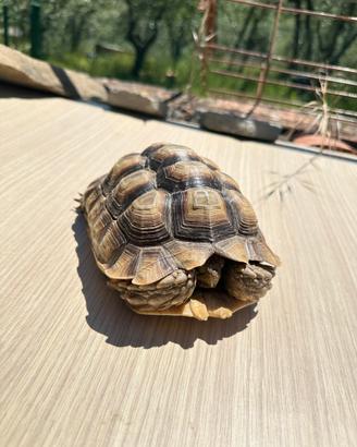 Tartaruga sulcata