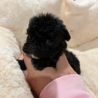 Barboncino mini toy maschio