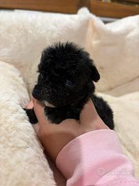 Barboncino mini toy maschio