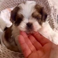 Cuccioli shihtzu shih tzu imperal (mini)