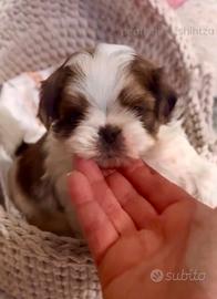 Cuccioli shihtzu shih tzu imperal (mini)
