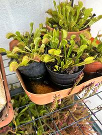 Piante carnivore