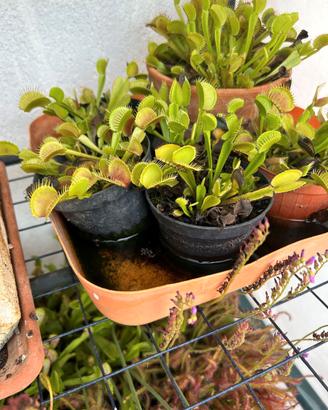 Piante carnivore
