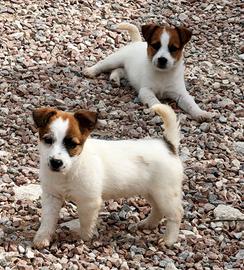 Cuccioli di Jack Russell Terrier Pedigree