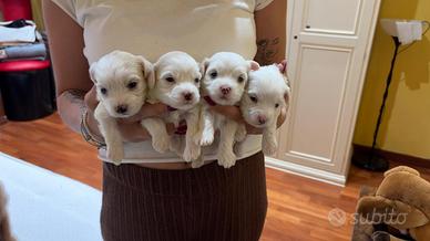 Cuccioli di Maltese