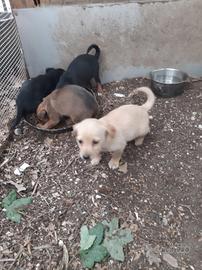 Cagnolini di taglia piccola