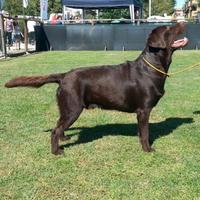 Maschio labrador cioccolato stallone per monta