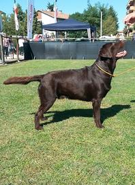 Maschio labrador cioccolato stallone per monta