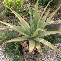 Pianta aloe