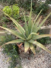 Pianta aloe