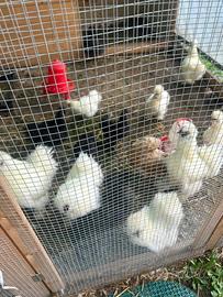 Galli moroseta Bianchi