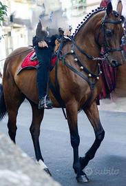 Cavallo