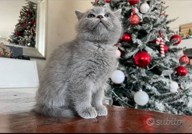 Scottish straight e fold