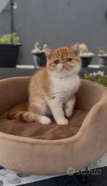 Gatti Persiani e Exotic tutta Italia a