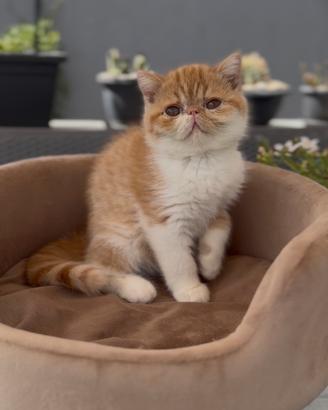 Gatti Persiani e Exotic tutta Italia a