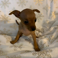 Disponibile cuccioli di Pinscher toy