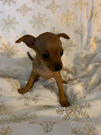 Disponibile cuccioli di Pinscher toy