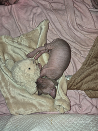 Cuccioli sphynx