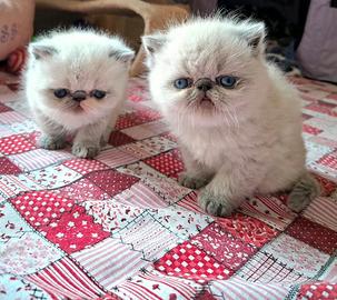 Exotic Shorthair