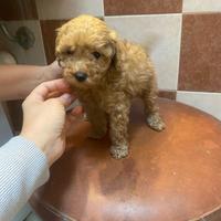 Barboncino albicocca cuccioli disponibili