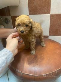 Barboncino albicocca cuccioli disponibili